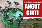 Evcil ördek diye besledi, angut çıktı