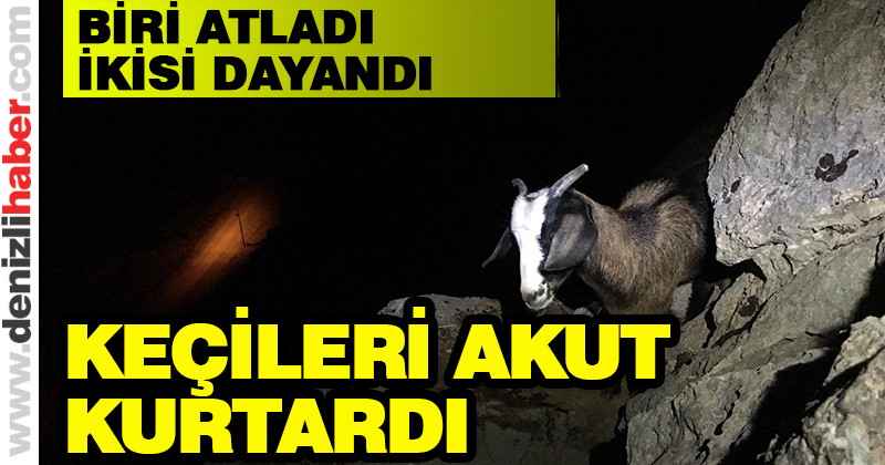 Mahsur kalan keçileri AKUT kurtardı