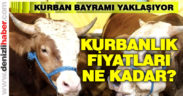 Kurban Bayramı yaklaşıyor. İşte kurbanlık fiyatları