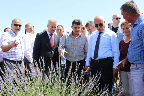 Denizli’de lavanta üretim alanının genişletilmesi hedefleniyor
