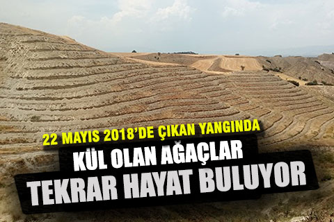 Denizli’de 368 Hektar alan tekrar yeşillendiriliyor
