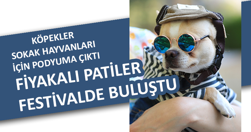 Köpekler sokak hayvanları için podyuma çıktı