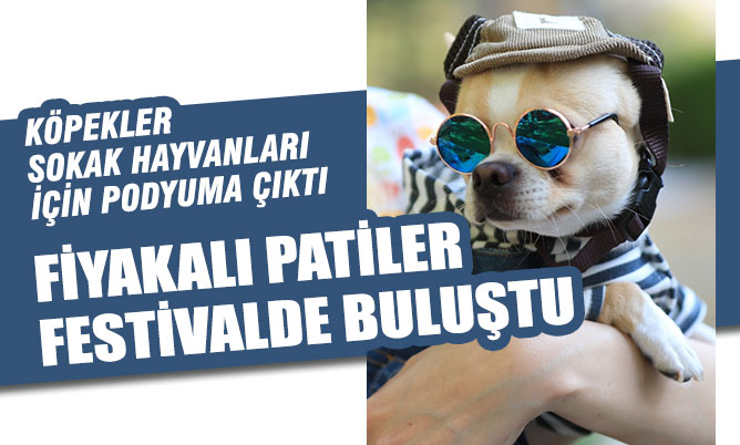 Köpekler sokak hayvanları için podyuma çıktı