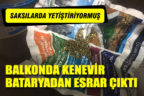 Sarayköy’de saksıda Hint keneviri yetiştiren kişi yakalandı