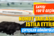 Serinhisar’daki domuz sürüsü görenleri şaşırttı