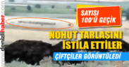Serinhisar’daki domuz sürüsü görenleri şaşırttı
