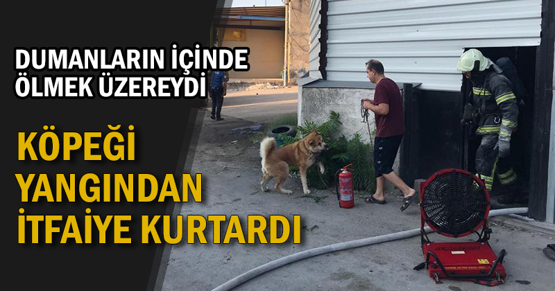 Yanan işyerindeki köpeği itfaiye ekipleri kurtardı