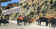 KARAYOLUNA ÇIKAN BÜYÜKBAŞLAR TRAFİĞİ AKSATTI
