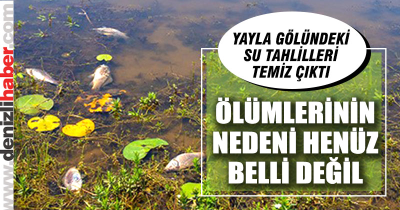 Balık ölümlerinin nedeni su kirliliği değil