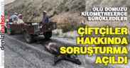 Ölü domuzu sürüklediler, soruşturma açıldı