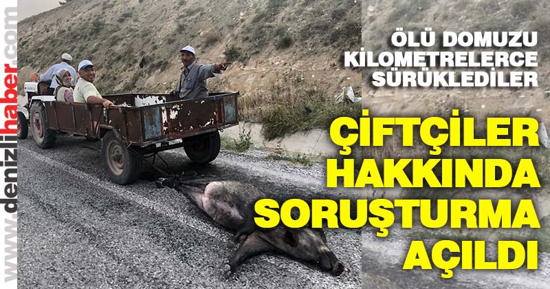 Ölü domuzu sürüklediler, soruşturma açıldı