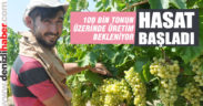 Sultaniye çekirdeksiz üzüm hasadı başladı