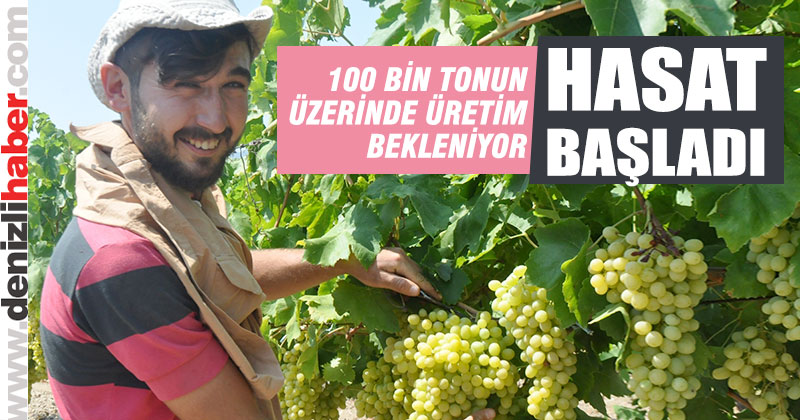 Sultaniye çekirdeksiz üzüm hasadı başladı