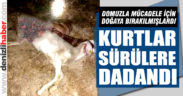 Buldan’da besicilik yapanlar kurt saldırılarından dertli