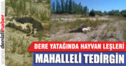 Çivril’de dere yatağındaki hayvan leşleri tedirgin ediyor