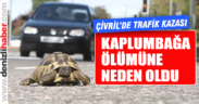 Yol ortasındaki kaplumbağayı kenara almak isterken otomobil çarptı