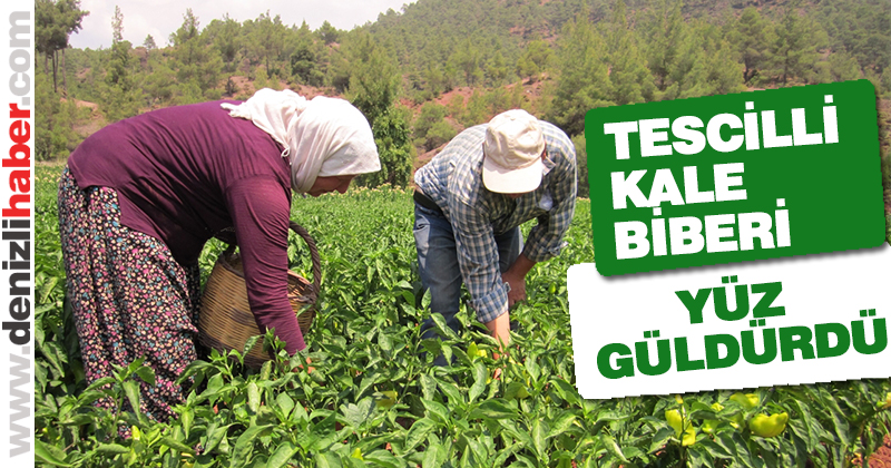 Tescilli Kale biberi üreticisinin yüzünü güldürdü