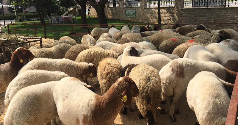 PASVAK’tan kurban bağışı çağrısı