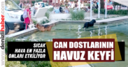 Mevsim normallerinin üstüne çıkan hava sıcaklığı en fazla hayvanları etkiliyor