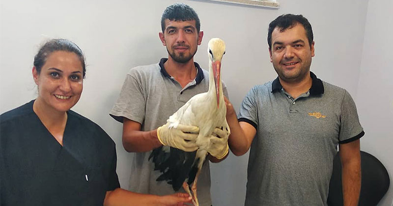 Yaralı leylek sağlığına kavuştu