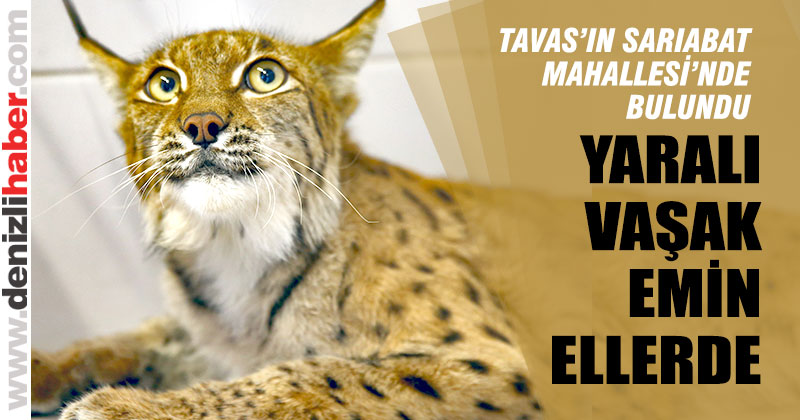 Tavas’ta türü tehlike altında olan bir vaşak bulundu