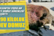 Buldanlı avcıların vurduğu dev domuz görenleri şaşırttı