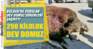 Buldanlı avcıların vurduğu dev domuz görenleri şaşırttı