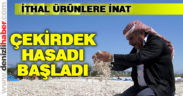 Ay çekirdeğinde hasat başladı