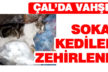 Çal’da sokak kedilerinin zehirlendiği iddiası