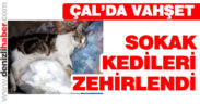 Çal’da sokak kedilerinin zehirlendiği iddiası