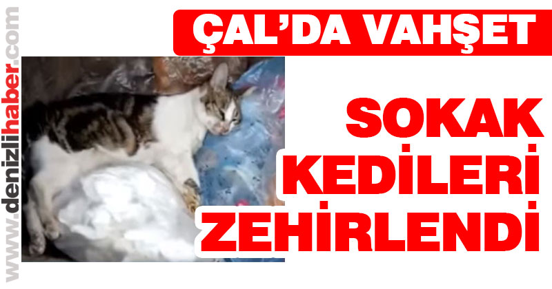 Çal’da sokak kedilerinin zehirlendiği iddiası