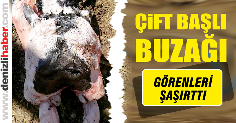 Çameli’de dünyaya gelen çift başlı buzağı görenleri şaşırttı