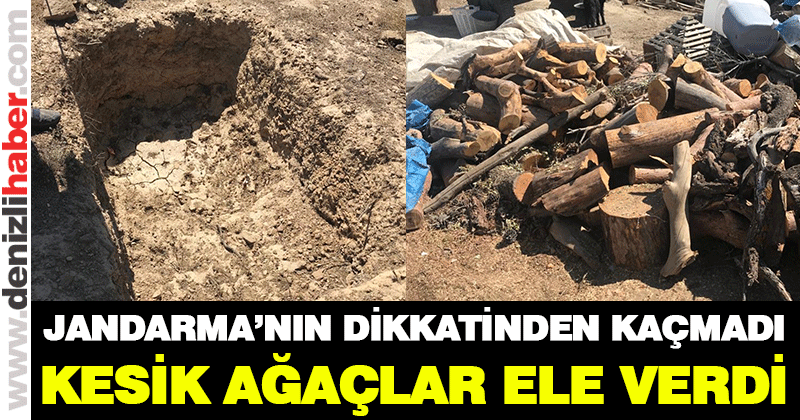 Ağaçları kesip define arayan bir kişi yakalandı