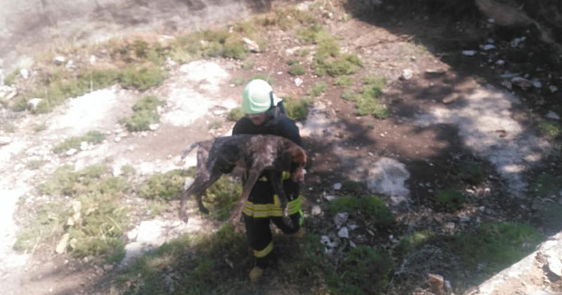 Kuyuya düşen köpeği itfaiye ekipleri kurtardı