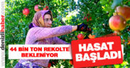 Denizli’de Hicaz Narı’nın hasadı başladı