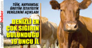 Denizli en çok sığırın bulunduğu 19’uncu il