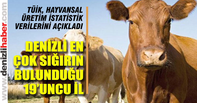 Denizli en çok sığırın bulunduğu 19’uncu il