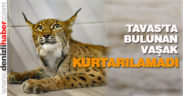 Tavas’ta bulunan vaşak kurtarılamadı
