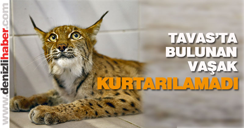 Tavas’ta bulunan vaşak kurtarılamadı