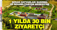 Sokak Hayvanları Barınma ve Rehabilitasyon Merkezi 1 yaşında