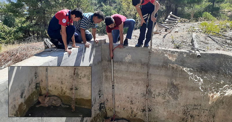 Çameli’de havuza düşen kurt kurtarıldı