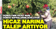 Denizli’nin Hicaz Narı dünya sofralarını süslüyor