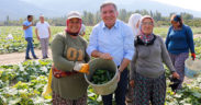 Başkan Kepenek çiftçiyle birlikte hasat yaptı