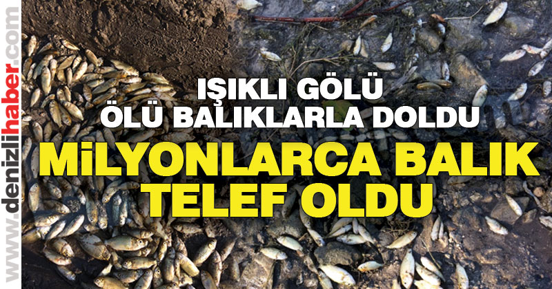 Göldeki balık ölümlerinin meyve suyu fabrikasından kaynaklandığı iddia ediliyor