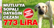 “Köpeğe şiddet” olayında ceza belli oldu