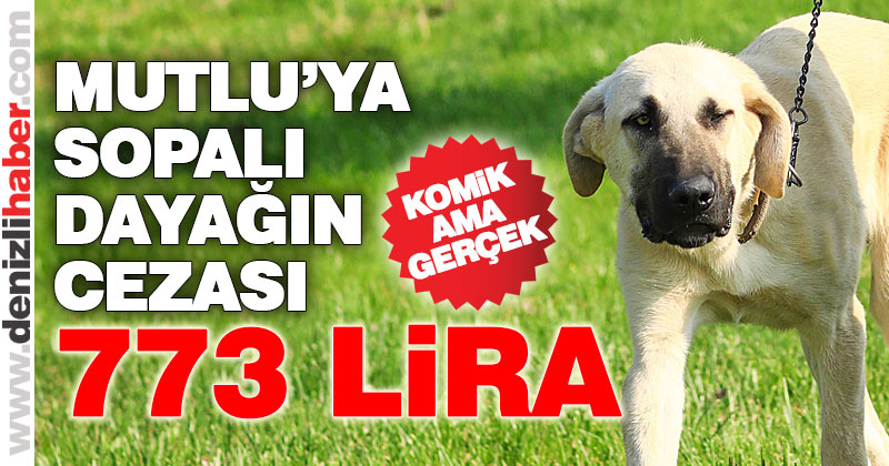 “Köpeğe şiddet” olayında ceza belli oldu