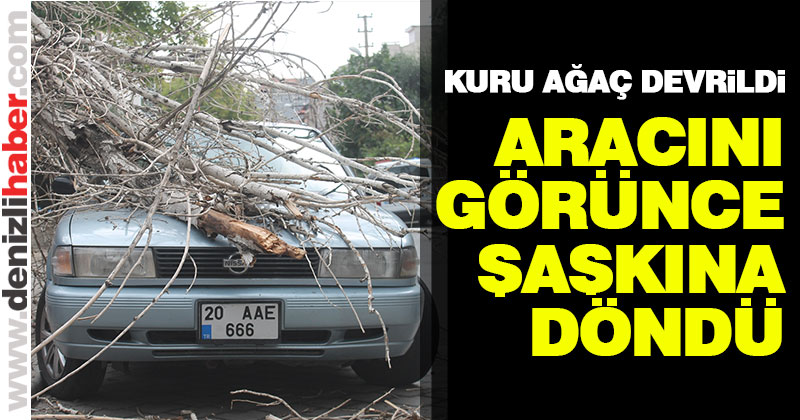 Park halindeki aracın üstüne ağaç devrildi