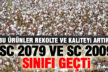 Yeni geliştirilen pamuk çeşitleri tam not aldı