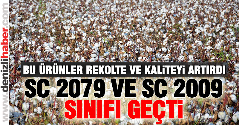Yeni geliştirilen pamuk çeşitleri tam not aldı