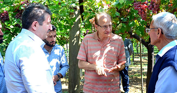 Salkım Güvesine biyoteknik savaş açılıyor